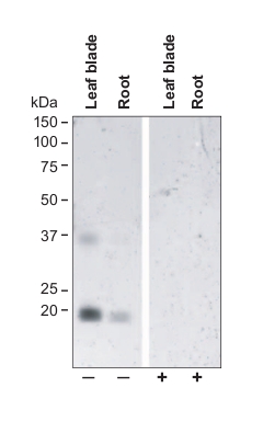western blot using anti-TIP2;2 C-terminal antibodies 